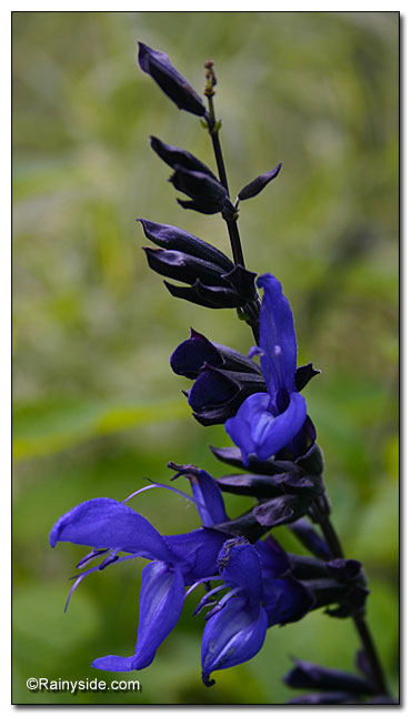 blue flowers wth black sepals