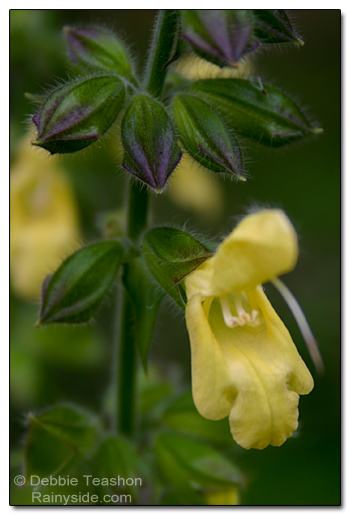 Woodland sage flower Woodland sage flower