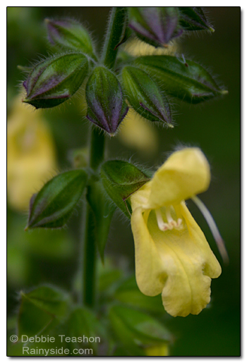 Woodland sage flower