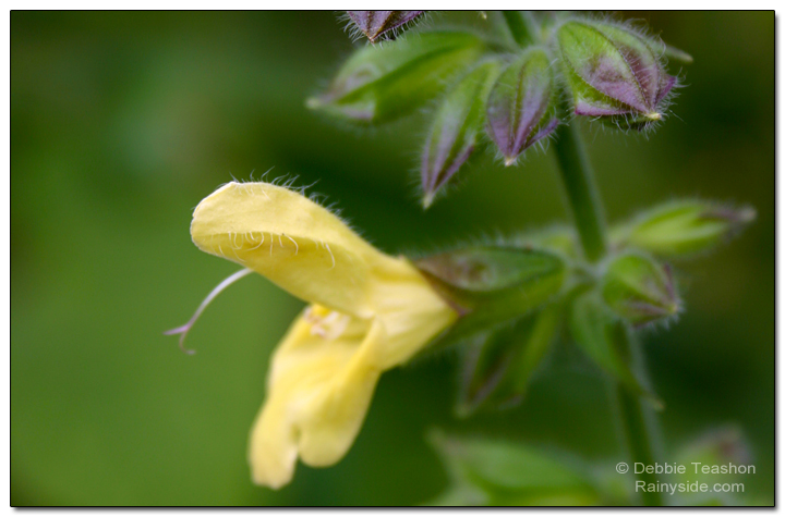 Salvia koyamae flower Salvia koyamae flower