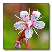 Saxifraga flower