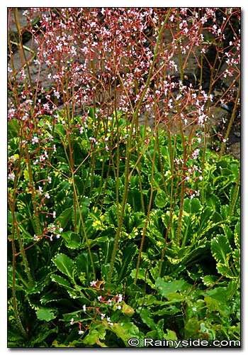 Saxifraga flowering in the garden