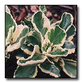 Umbilicus 'Jim's Pride' Umbilicus 'Jim's Pride'