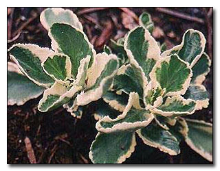 Umbilicus 'Jim's Pride' Umbilicus 'Jim's Pride'