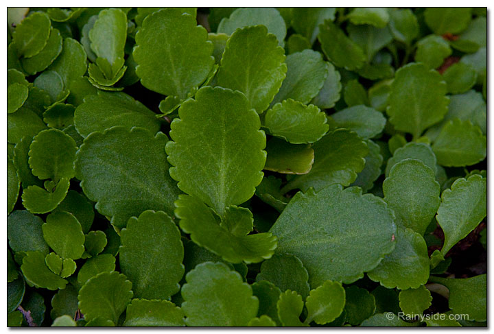 Umbilicus leaves