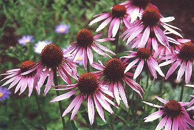 Purple coneflower
