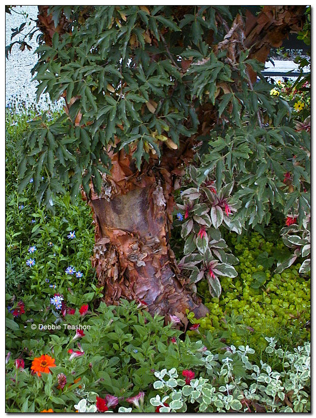 Acer griseum Acer griseum