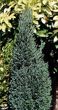 Cupressus