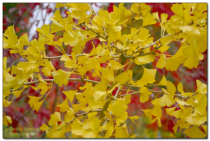 fall color Ginkgo biloba 'Tubifolia'
