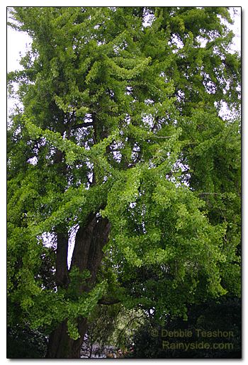 Ginkgo biloba tree