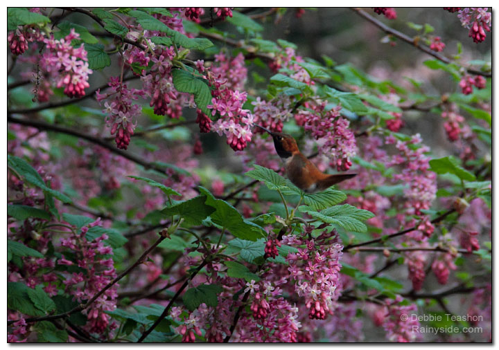 Hummingbird visiting flowers