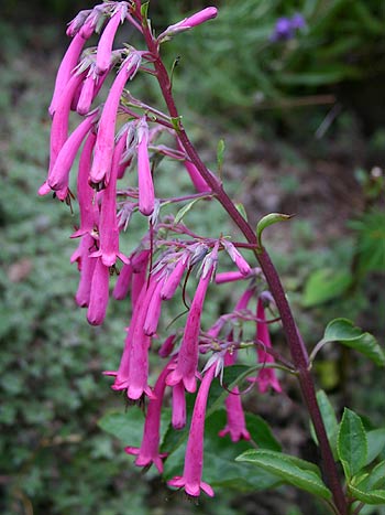 Cape fuchsia