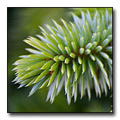 Picea 'Papoose' needles