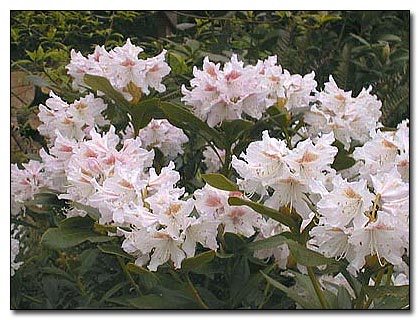 Inkarho-GAROFANI Rhododendron Cunningham WHITE 30-40cm Alpi Rose 