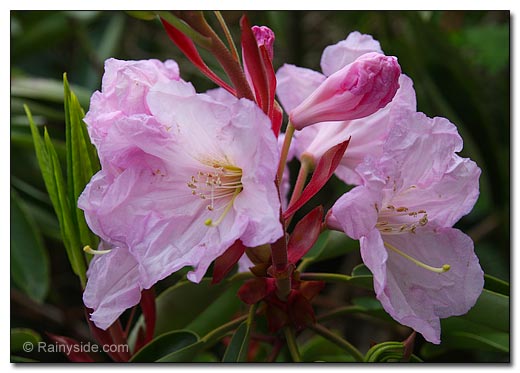rhododendron trusses