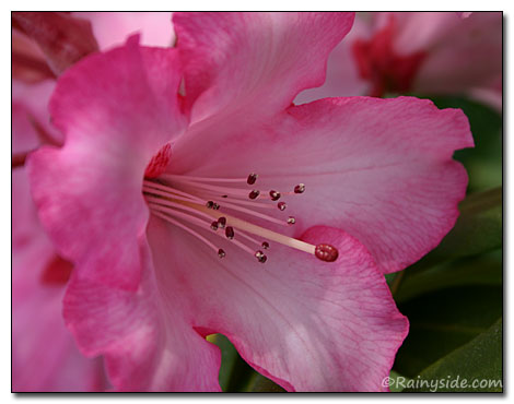 Rhododendron 'Pt. Defiance' blossom