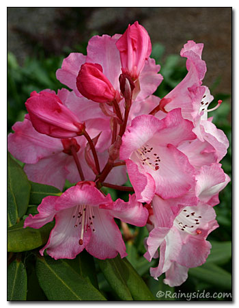 Rhododendron Trusses