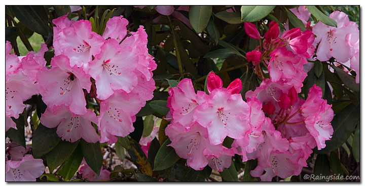 Rhododendron Trusses