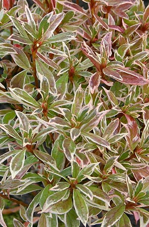Variegated rhododendron
