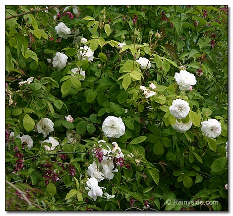 heritage shrub rose
