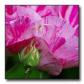 Rose bud Rose bud