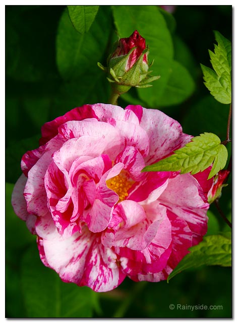 Rosa mundi flower Rosa mundi flower