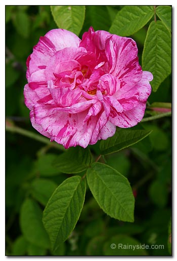 foliage and flowers