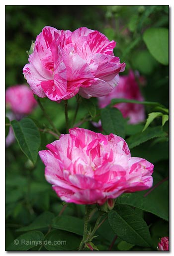 flowers flowers