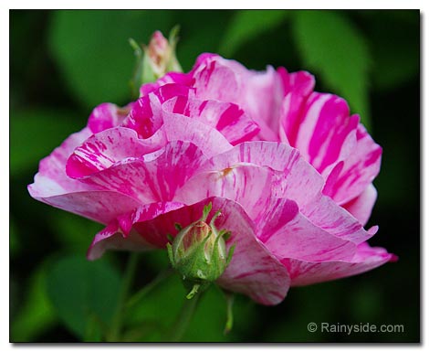 Rosa mundi flower Rosa gallica 'Versicolor'