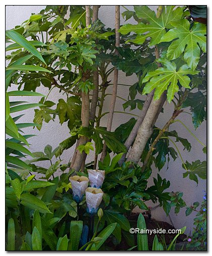 Fatsia japonica shrub