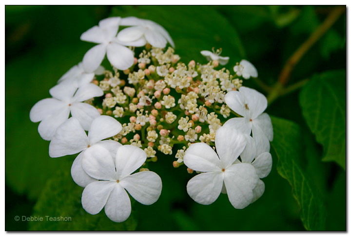 High bush cranberry flowers High bush cranberry flowers