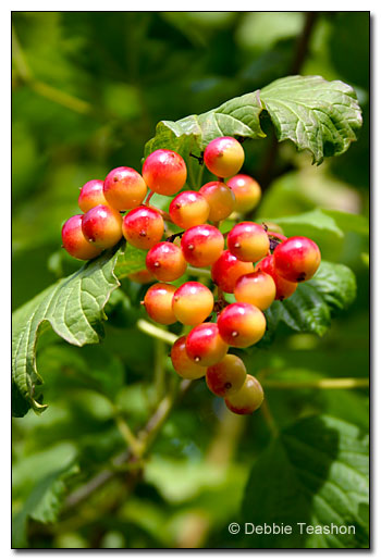 Viburnum trilobum berries Viburnum trilobum berries