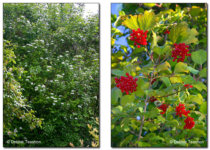 High bush cranberry flowers and berries High bush cranberry flowers and berries