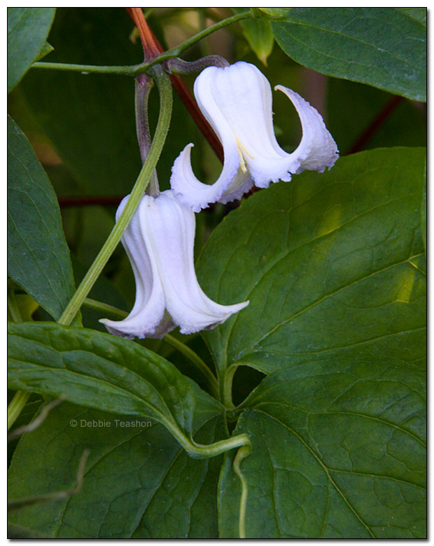 Clematis crispa Clematis crispa