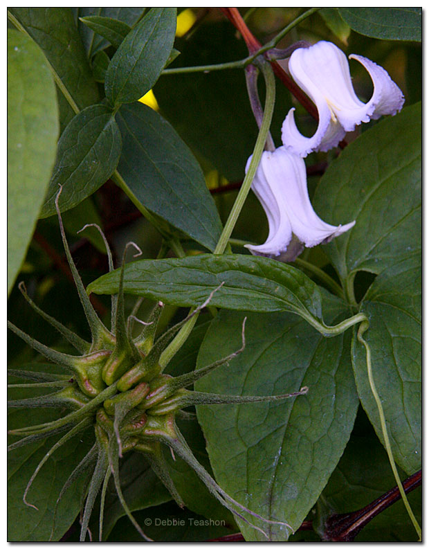 Clematis crispa Clematis crispa