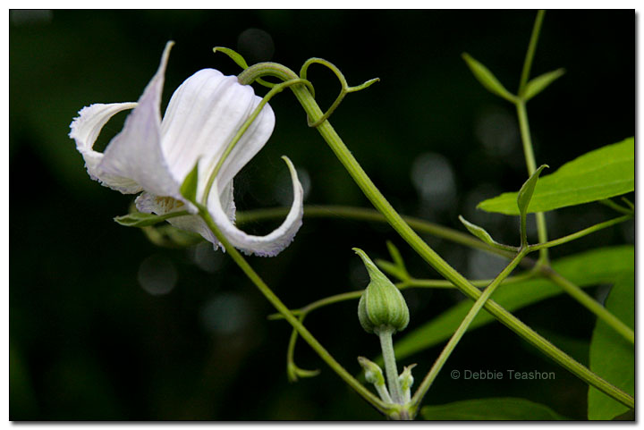 Clematis crispa flower Clematis crispa flower