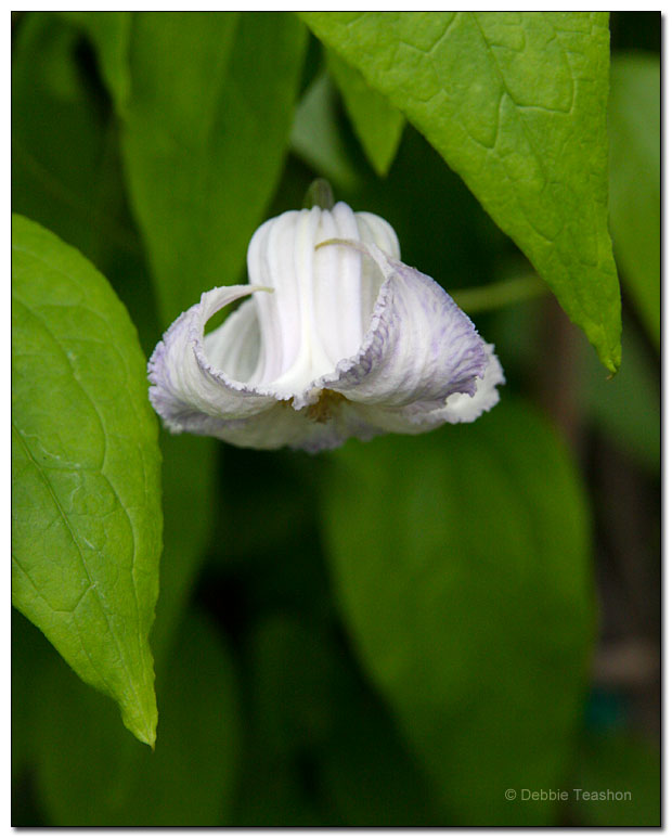 Clematis crispa Clematis crispa