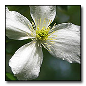 Clematis spooneri flower