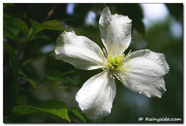 Clematis white flower