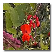 Scarlet runner bean flower