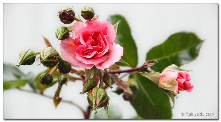 Rosa 'Dreamweaver' flower and buds